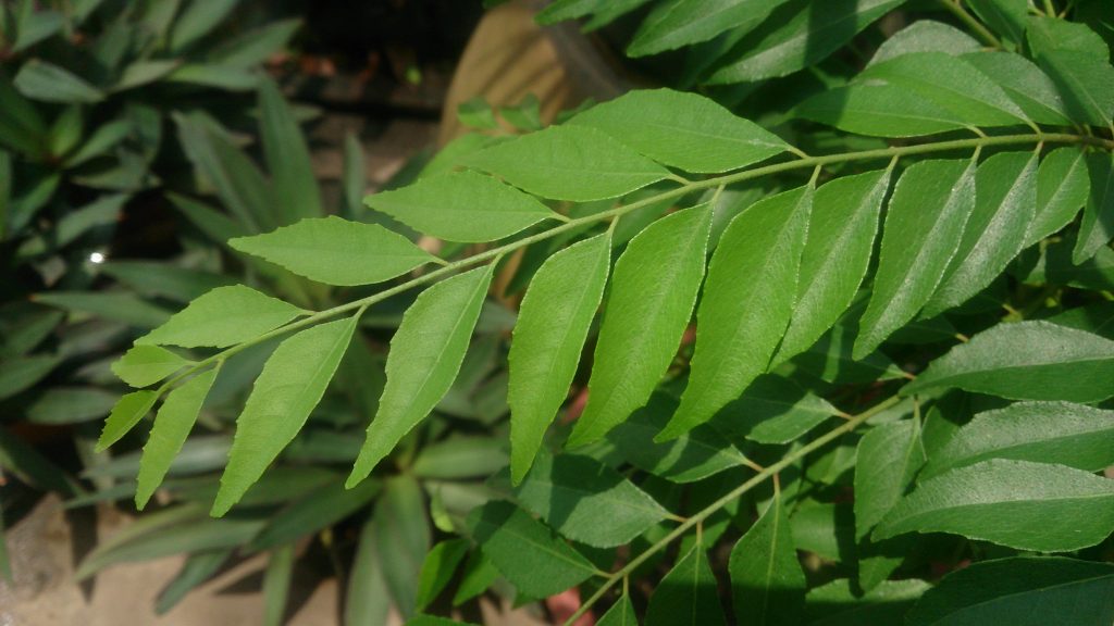 Curry Tree Murraya koenigii